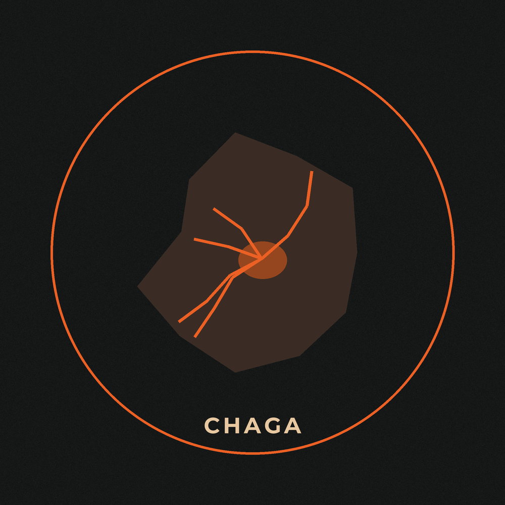 Chaga mushroom - antioxidant compounds studied in the lab